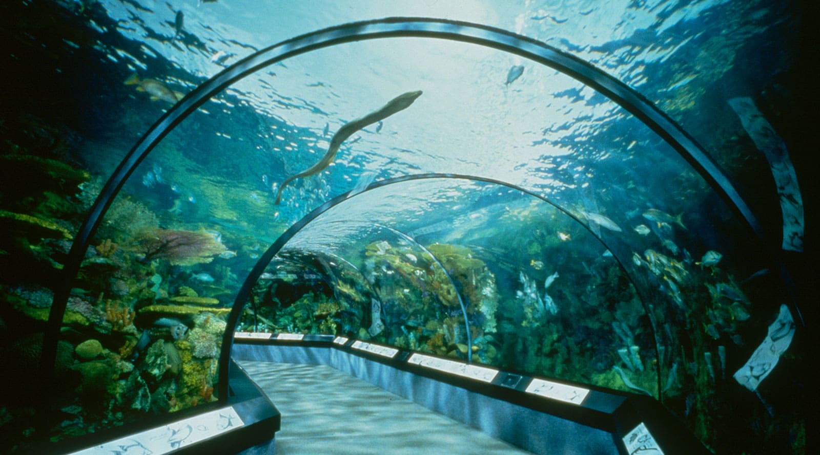 92 Aquarium Habitat Design Project Gratis Terbaik